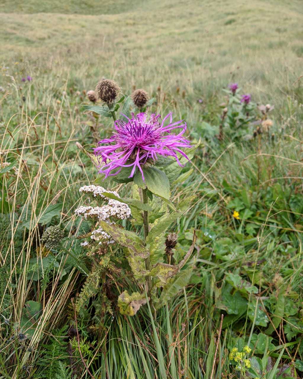 Centaurea nervosa o C. pseudophrygia ?